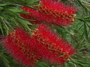 Callistemon Citrinus